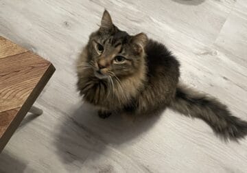 Cat (Simon) in need of new home