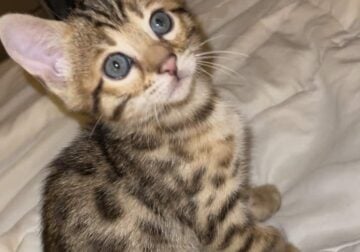 Bengal Kitten looking for home