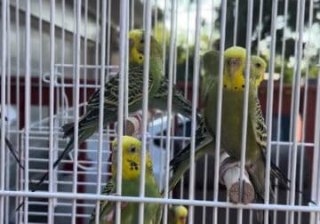 10 birds with cage