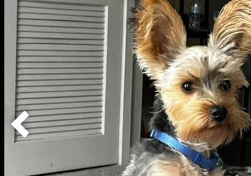 Yorkie For Sale