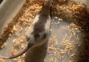 Rats for sale feeders and breeders