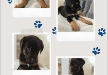 Puppies looking for an amazing and loving home
