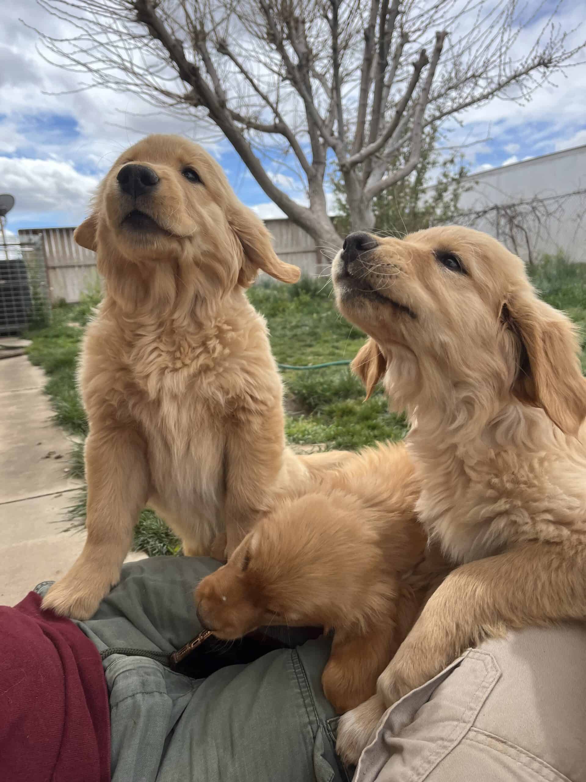 Golden retriver female puppies | PetClassifieds.com