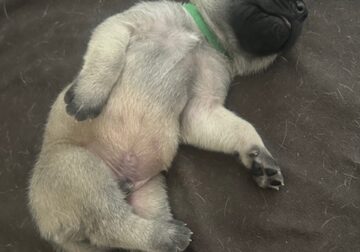 English Mastiff Puppies for Sale – SW Florida