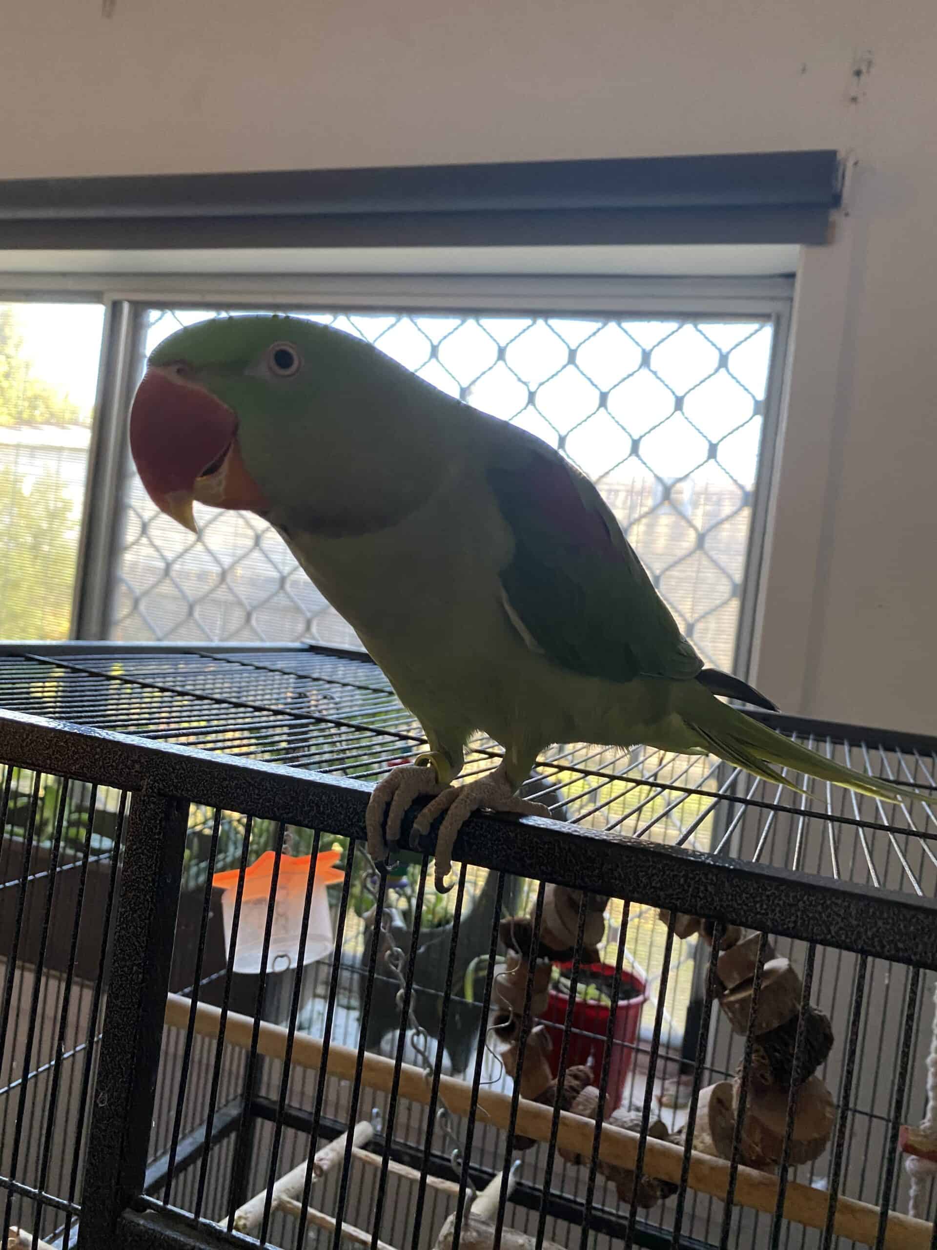 Female Alexandrian parrot | PetClassifieds.com