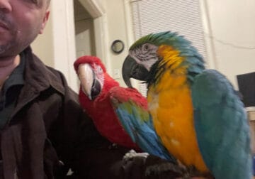 macaws for sale