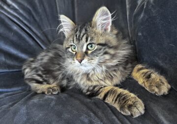 Fyodor, male Siberian kitten