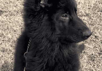 German shepherd dog pup – long coat/ solid black
