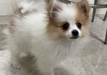 Mini pure bred Pomeranian