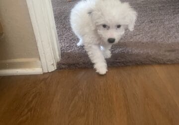 2 month old Maltipoo