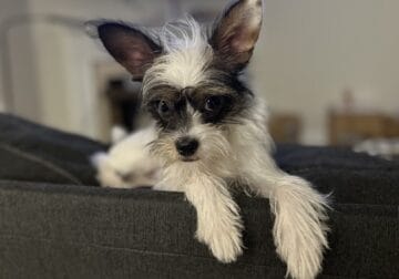 Little chi-poo looking for forever home