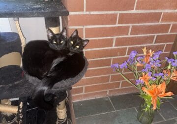 Two 6 month old black cats
