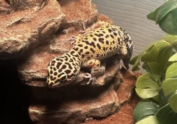 Male and Female Adult Leopard Geckos