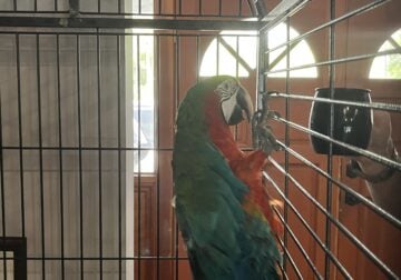 Harlequin Macaw, 2 years-old