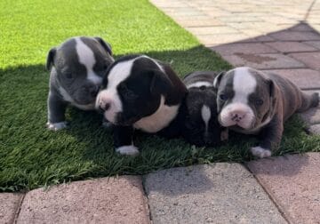Miniature Bully puppies! 1m