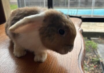 Selling bunny to a new home