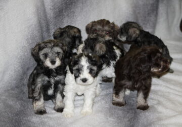 Miniature Schnauzer Puppies Available For Re-Homin