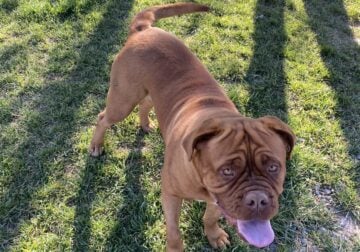 Looking for stud French mastiff