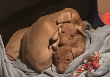 Pure bred Miniature Dachshund Puppies