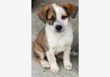 Texas Heeler pups for sale!