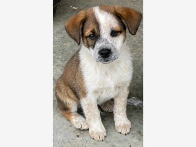 Texas Heeler pups for sale!