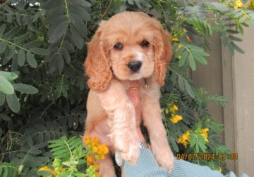 Male Cocker Spaniel Puppy with shots