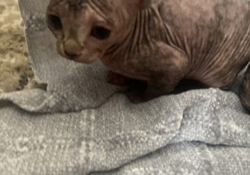 Sphynx Kittens available now