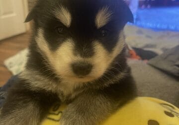 Pomsky puppies looking for forever home