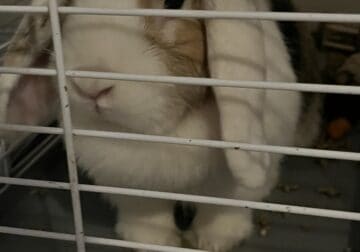 2 year old female Holland Lop