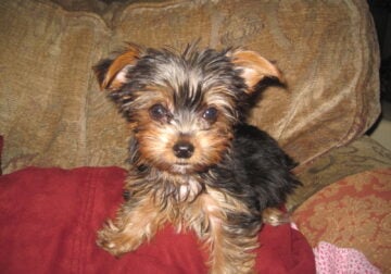 Tiny Toy Yorkie Puppies mirochipped