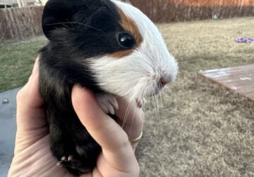 Young Guinea pigs!