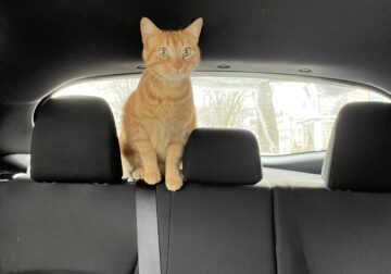 Orange Cat Looking for New Home