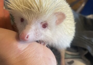1in100,000 exclusive albino hedgehog