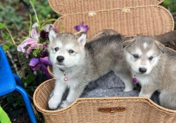 Wolf-Hybrid Puppies