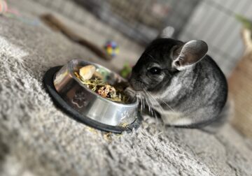 Chinchilla in need of a new home