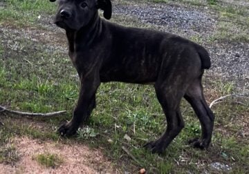 Cane Corso Puppies Available