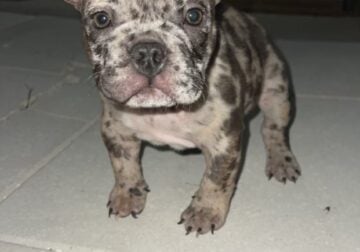 Micro-bully male puppy