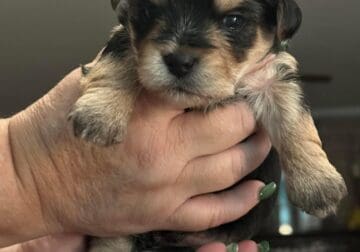Yorkie for sale