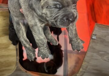 Cane Corso Puppy (Baby Blue)