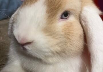 11 MONTH OLD HOLLAND LOP MALE BUNNY