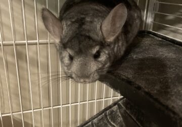 2 Year old Chinchilla with 4 story cage
