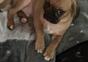 Pug puppy looking for new home