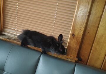 All Black Easter Bunny