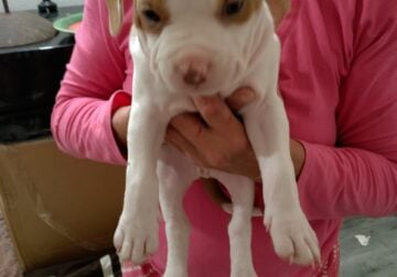 Female pitbull puppy for sale