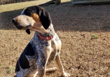 Full blooded Bluetick Coonhound