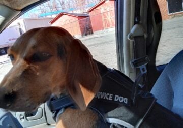 2-year-old red tick coonhound service dog