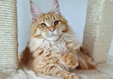 Maine coon princess available