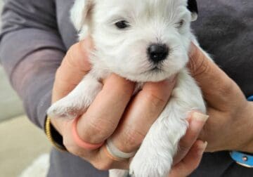 Maltese Puppies mixed with Shih Tzu for sale