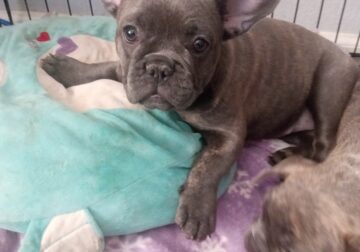 Frenchies for sell