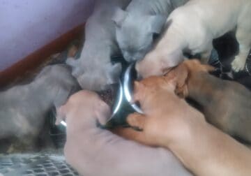 Cane corso puppies ready for you to take them home